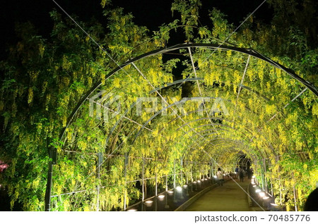 Ashikaga Flower Park Kibana Wisteria Tunnel Illuminated Ashikaga Flower Park Kibana Wisteria Tunnel Illuminated 70485776