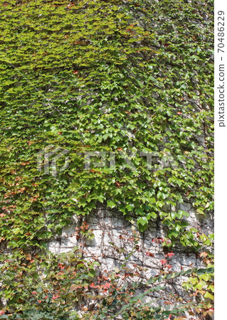 High wall surrounded by ivy 70486229