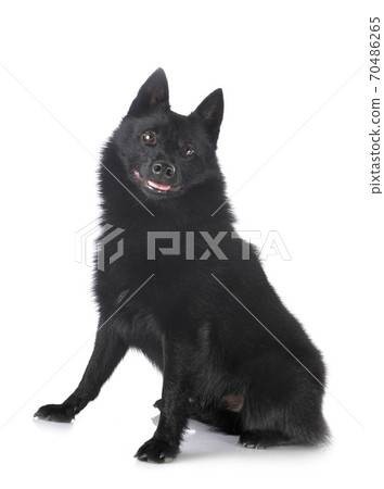 Schipperke in studio Schipperke in studio 70486265