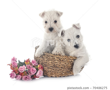 puppies West Highland White Terrier puppies West Highland White Terrier 70486275