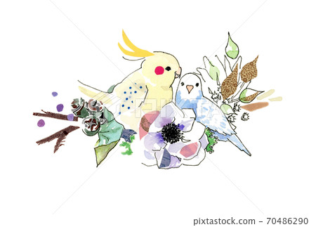 parrot, parakeet, lovebird 70486290