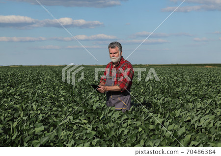Farmer examining soy bean crop in field using tablet 70486384
