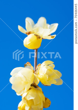 Lobai flower Lobai flower 70486445