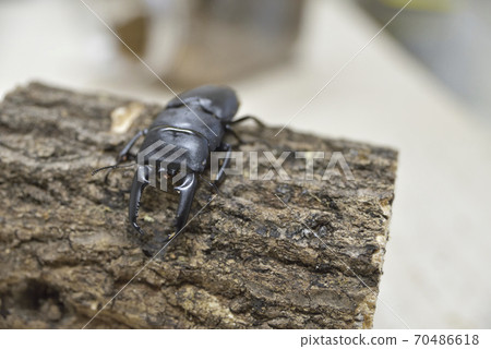 Saxitramida鍬形甲蟲 Saxitramida鍬形甲蟲 70486618