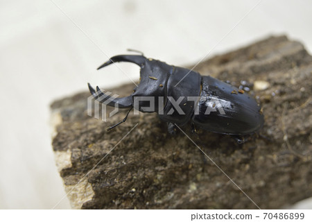Okuwagata Okuwagata 70486899