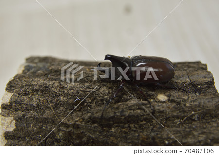 Florence Falcon 70487106