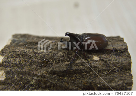 Florence Falcon 70487107