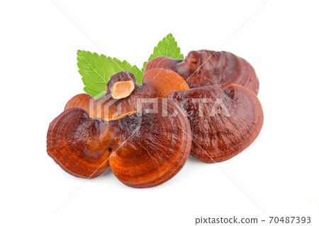 Dried Ganoderma Lucidum Mushroom an isolated on white background Dried Ganoderma Lucidum Mushroom an isolated on white background 70487393