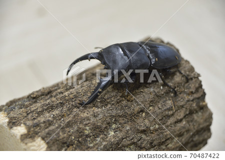 Palawan giant stag beetle Palawan giant stag beetle 70487422