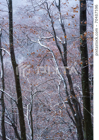 First snow beech 70487596