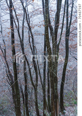 First snow beech First snow beech 70487597