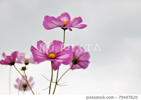 Autumn flower cosmos 70487620