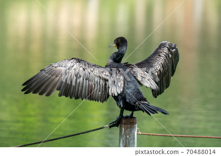 Great cormorant sunbathing on a pole standing in a pond 70488014