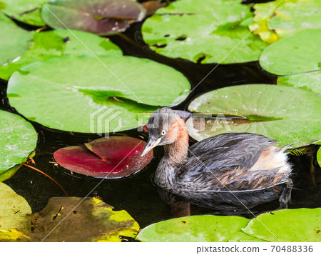 可愛的Kaitsuburi在荷花池裡游泳 70488336