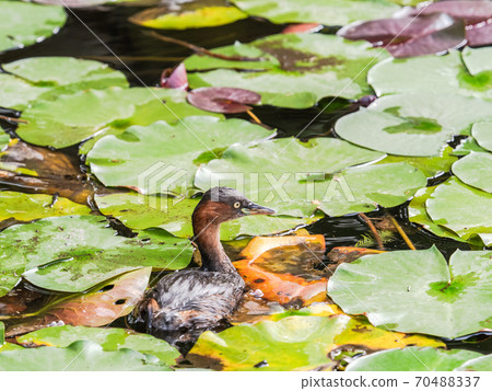 可愛的Kaitsuburi在荷花池裡游泳 70488337