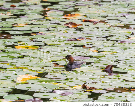 可愛的Kaitsuburi在荷花池裡游泳 70488338