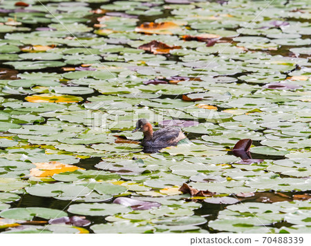 可愛的Kaitsuburi在荷花池裡游泳 70488339