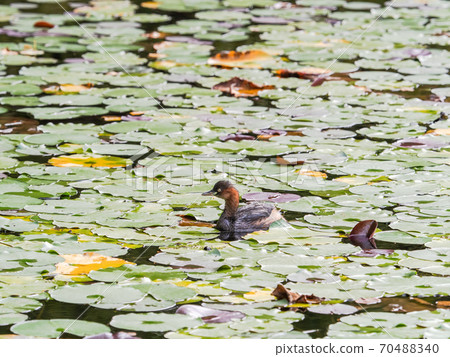 可愛的Kaitsuburi在荷花池裡游泳 70488340