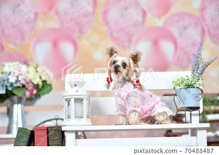 在一般商店推薦的York Shateria 70488487