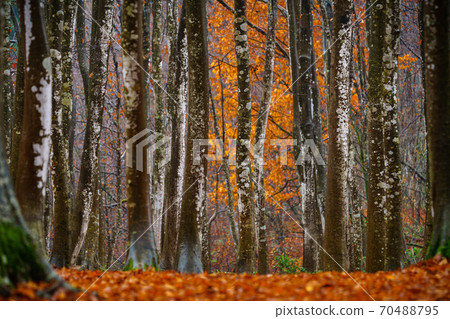 山毛櫸秋天的樹葉美麗森林 70488795