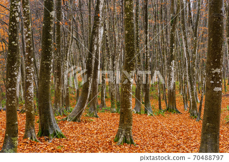 山毛櫸秋天的樹葉美麗森林 70488797