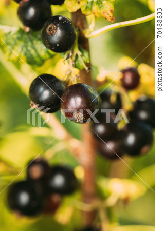 Black Currant On Branch Of Bush. Close Up Growing Organic Berries In Sunny Summer Day. Ripe Currant In Fruit Garden 70488833