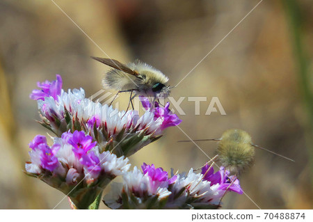 Toratsuriabu 70488874