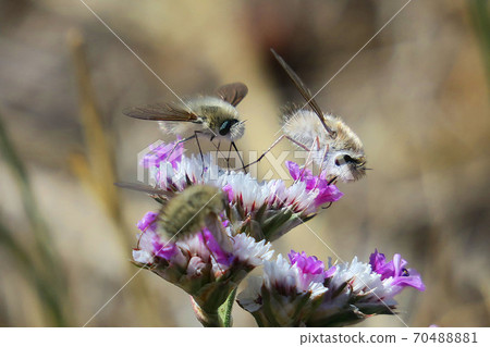 Tratulliab Tratulliab 70488881