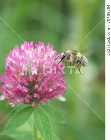 假花ir丸花Han 70488884