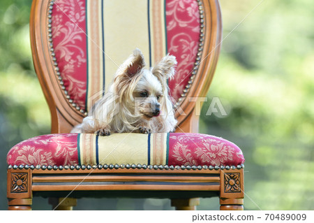 Yorkshire terrier sitting in a chair Yorkshire terrier sitting in a chair 70489009