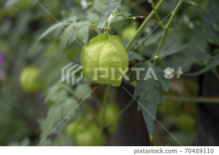 Image of Close-up of balloon vine balloons