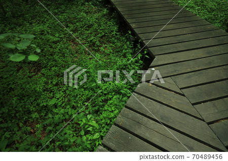 長廊和綠色 70489456