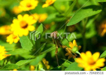 黃色的花朵和沙丁魚 黃色的花朵和沙丁魚 70489518