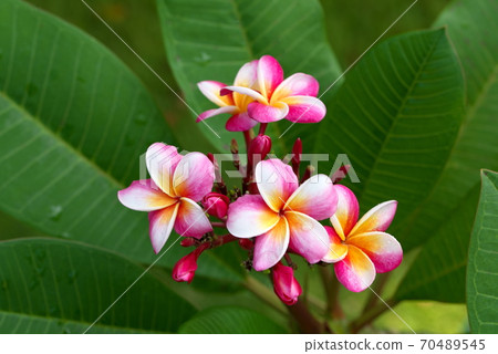 Plumeria Plumeria 70489545
