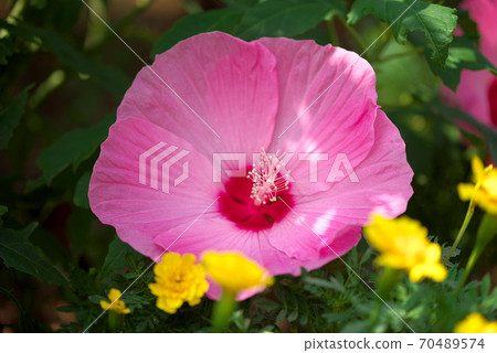 粉紅泰坦比卡斯 70489574