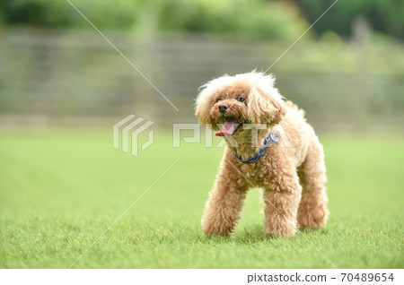 Toy poodle playing with dog run 70489654