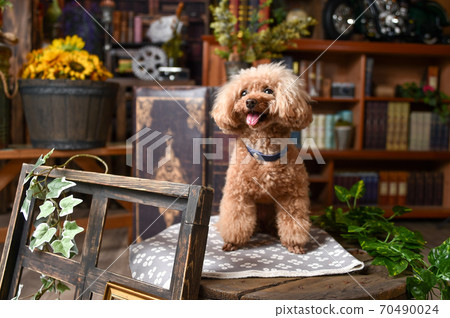 Toy Poodle recommended at a retro general store 70490024