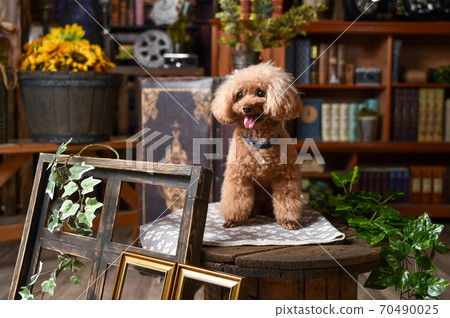Toy Poodle recommended at a retro general store Toy Poodle recommended at a retro general store 70490025