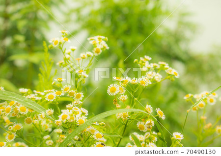 Wildflower forget-me-not (egg flower) 70490130