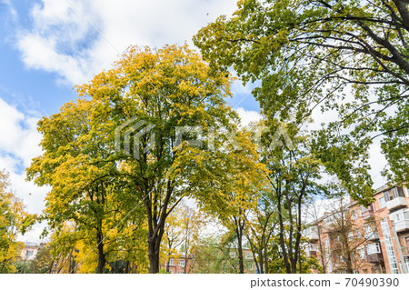 In the courtyard of stalinka building. Orange and green trees, Ukraine, Kharkov In the courtyard of stalinka building. Orange and green trees, Ukraine, Kharkov 70490390