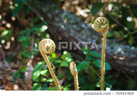 Japanese wild vegetables, Onizenmai, unlike Zenmai, it is not delicious. Japanese wild vegetables, Onizenmai, unlike Zenmai, it is not delicious. 70491469