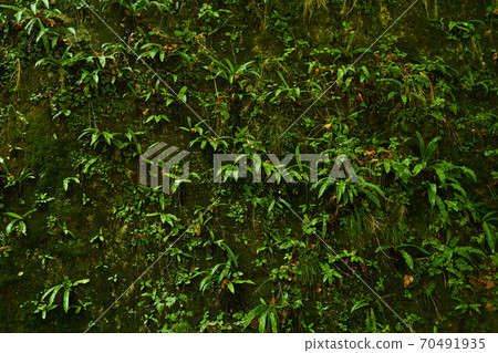 natural background - a vertical rock in a tropical forest, completely covered with various vegetation, mosses and ferns 70491935