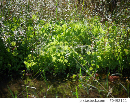 Centella asiatica growing on the waterside Centella asiatica growing on the waterside 70492121