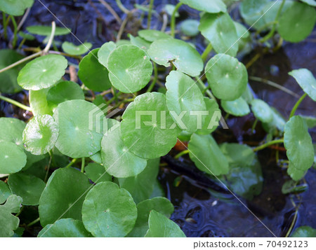 Centella asiatica close-up Centella asiatica close-up 70492123
