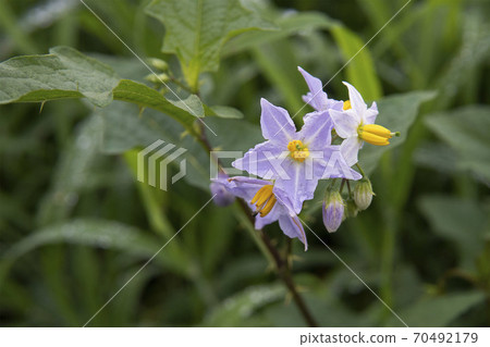 Horsenettle flowers and spiny leaves and stems 70492179