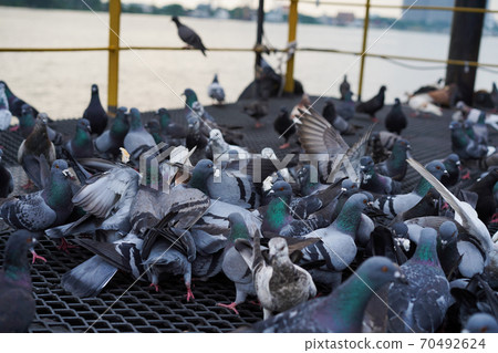 Group of Rock Dove Pigeons eating and feeding with a piece of bread in city 70492624
