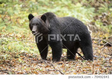 落葉中的大熊 70492841