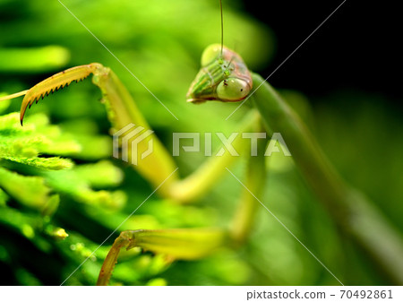 Adult mantis Adult mantis 70492861