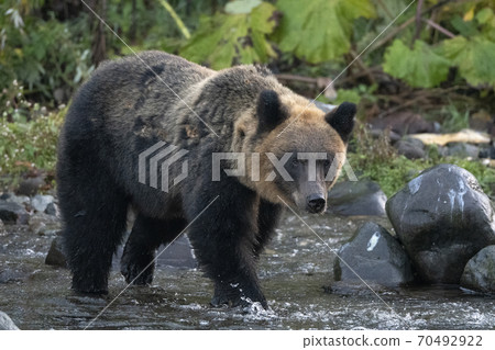 Brown bear walking on the river Brown bear walking on the river 70492922