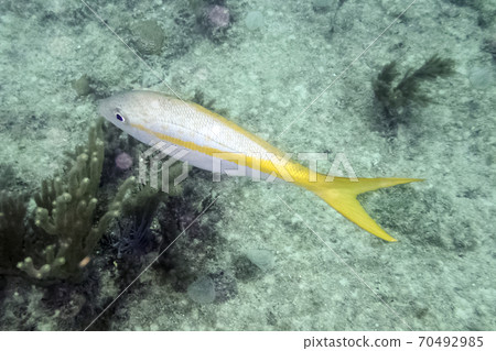 Marine life in Atlantic Ocean on Cuban coast Marine life in Atlantic Ocean on Cuban coast 70492985